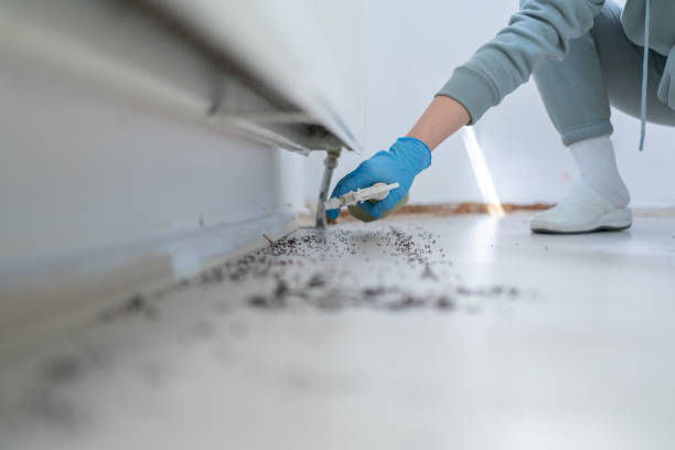 Wasp Removal Services in Bothell, WA
